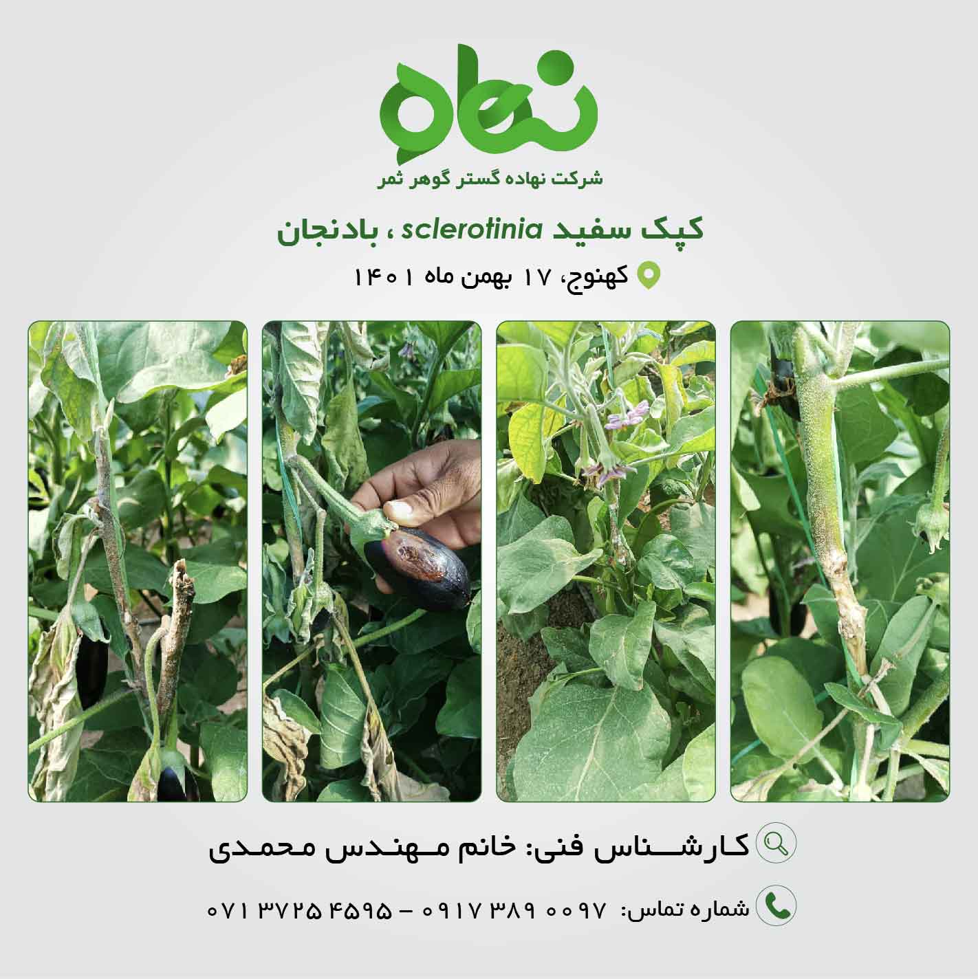 کپک سفید sclerotinia، بادنجان